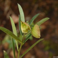 Polygala javana DC.